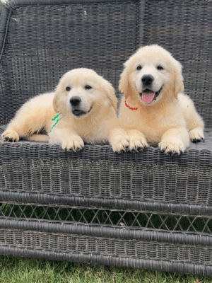 2 english cream golden retriever puppies on a bench